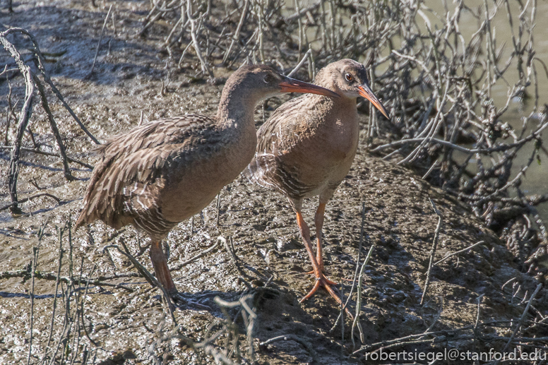 palo alto baylands